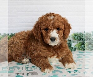 Goldendoodle (Miniature) Puppy for sale in LITITZ, PA, USA