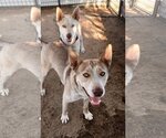 Small #2 Huskies  Mix