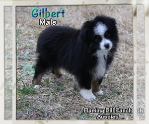 Miniature Australian Shepherd Dog for Adoption in FORESTBURG, Texas USA