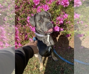 Mother of the American Bandogge mastiff puppies born on 06/01/2025