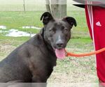 Small #7 Labrador Retriever Mix