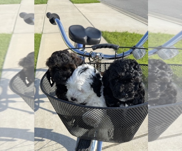 Medium Photo #60 Miniature Bernedoodle Puppy For Sale in AUBURNDALE, FL, USA