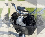 Small Photo #60 Miniature Bernedoodle Puppy For Sale in AUBURNDALE, FL, USA