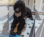 Small Photo #23 Poodle (Standard) Puppy For Sale in SAND SPRINGS, OK, USA