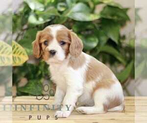 Cavalier King Charles Spaniel Puppy for sale in QUARRYVILLE, PA, USA