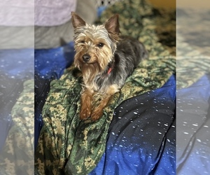 Mother of the Silky Terrier puppies born on 08/29/2022
