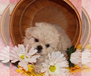 Pekingese-Poodle (Toy) Mix Puppy for sale in KING, NC, USA