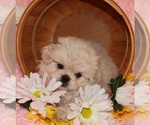 Small Pekingese-Poodle (Toy) Mix