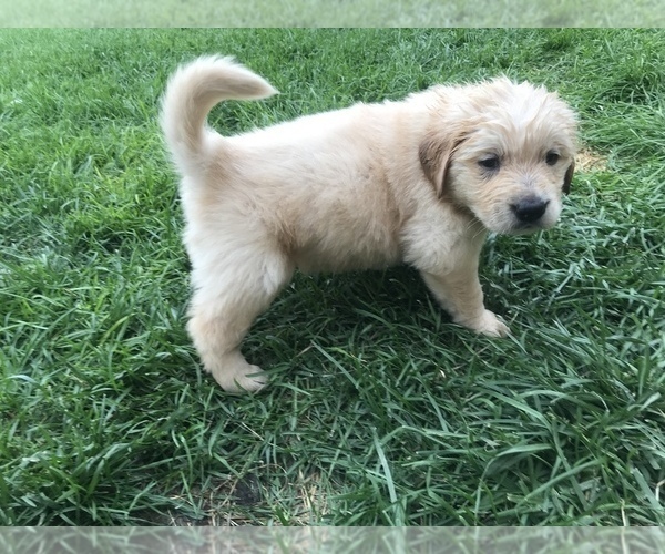 Medium Photo #11 Golden Retriever Puppy For Sale in CARSON CITY, NV, USA