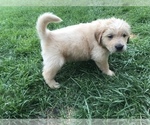 Small Photo #11 Golden Retriever Puppy For Sale in CARSON CITY, NV, USA