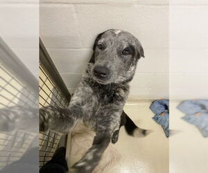 Border Collie Dogs for adoption in Fremont, CA, USA