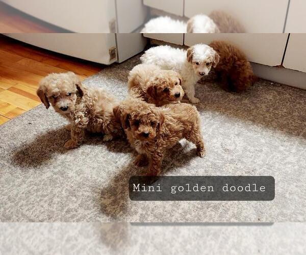 Medium Photo #23 Goldendoodle (Miniature) Puppy For Sale in DETROIT, MI, USA