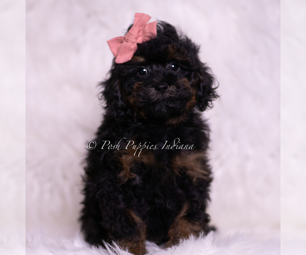 Medium Photo #48 Poodle (Toy) Puppy For Sale in WARSAW, IN, USA