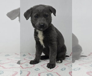 German Shepherd Dog-Unknown Mix Dogs for adoption in Brewster, NY, USA