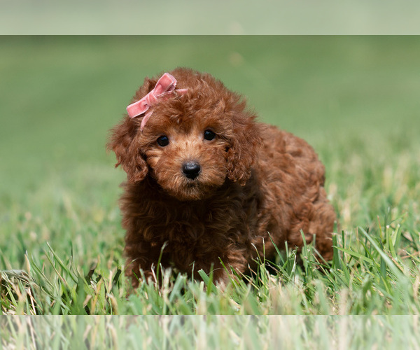 Medium Photo #5 Maltipoo (Miniature) Puppy For Sale in WARSAW, IN, USA