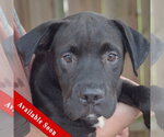 Small American Bulldog Mix