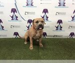 Small Photo #1 American Pit Bull Terrier Puppy For Sale in Orlando, FL, USA