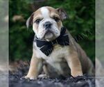 Puppy Flynn AKC English Bulldog