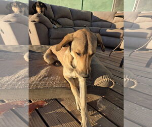 Mutt Dogs for adoption in Chandler, AZ, USA