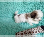 Small Photo #3 Zuchon Puppy For Sale in LAUREL, MS, USA