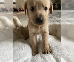Golden Retriever-Rhodesian Ridgeback Mix Puppy for sale in CHESTERFIELD, MI, USA