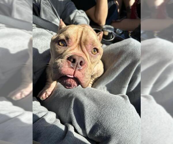 Medium Photo #1 American Staffordshire Terrier Puppy For Sale in San Antonio, TX, USA