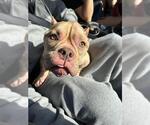 Small American Staffordshire Terrier