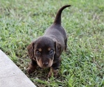 Small #1 Dachshund