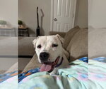 Small #1 American Bulldog Mix