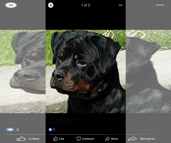 Medium Photo #1 Rottweiler Puppy For Sale in SEARCY, AR, USA
