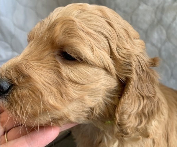 Medium Photo #3 Goldendoodle Puppy For Sale in CALIMESA, CA, USA