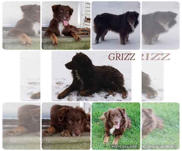 Medium Photo #1 Australian Shepherd Puppy For Sale in BOUTON, IA, USA