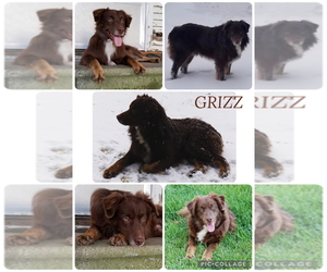 Father of the Australian Shepherd puppies born on 10/31/2025