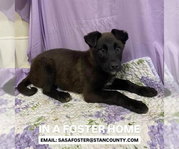 Medium Photo #1 Border Collie-Unknown Mix Puppy For Sale in Modesto, CA, USA