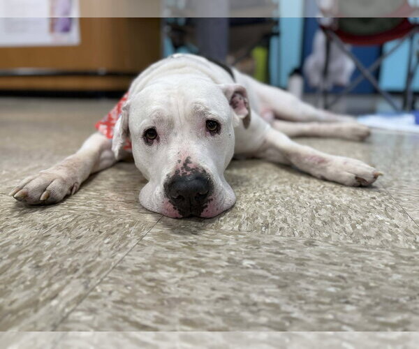 Medium Photo #3 American Pit Bull Terrier-Unknown Mix Puppy For Sale in Germantown, OH, USA