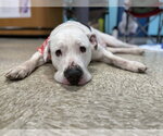 Small #2 American Pit Bull Terrier Mix