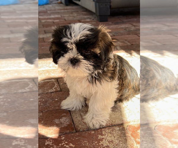 Medium Photo #1 Shih Tzu Puppy For Sale in FILLMORE, CA, USA