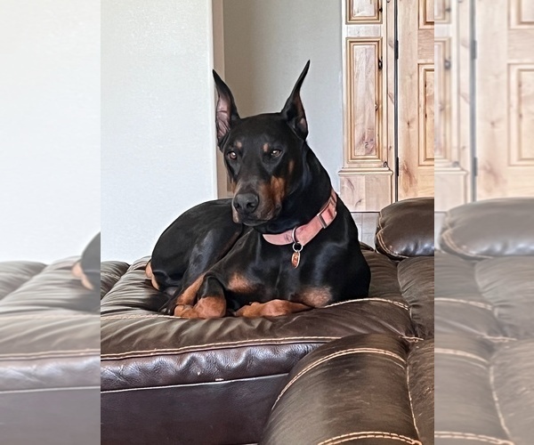 Medium Photo #1 Doberman Pinscher Puppy For Sale in DUBLIN, TX, USA