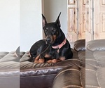 Small Doberman Pinscher