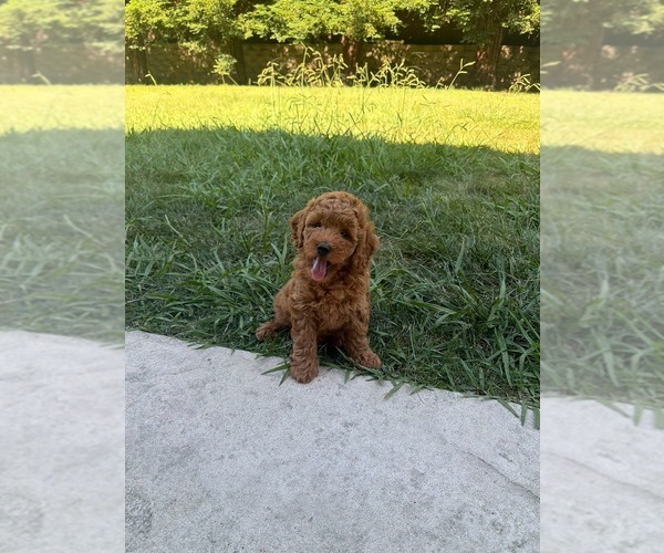 Medium Photo #5 Goldendoodle (Miniature) Puppy For Sale in ROSEVILLE, CA, USA