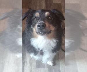 Australian Shepherd Dogs for adoption in Fort Wayne, IN, USA