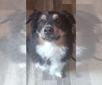 Small Australian Shepherd