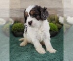 Small #2 Cavapoo