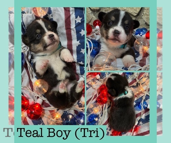 Medium Photo #4 Cardigan Welsh Corgi-Pembroke Welsh Corgi Mix Puppy For Sale in ALEXANDRIA, IN, USA