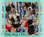 Small #3 Cardigan Welsh Corgi-Pembroke Welsh Corgi Mix