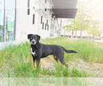 Small #6 Mutt