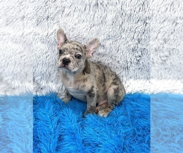 Medium Photo #6 French Bulldog Puppy For Sale in SANDY HOOK, KY, USA