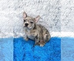 Small #5 French Bulldog