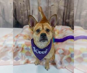 Wanda - Female Bulldog-Unknown Mix Dog for Adoption - Photo #5