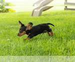 Small #3 Dachshund